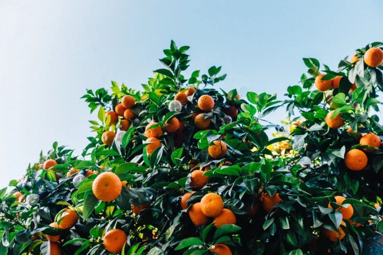 Pomarańcze i small talki